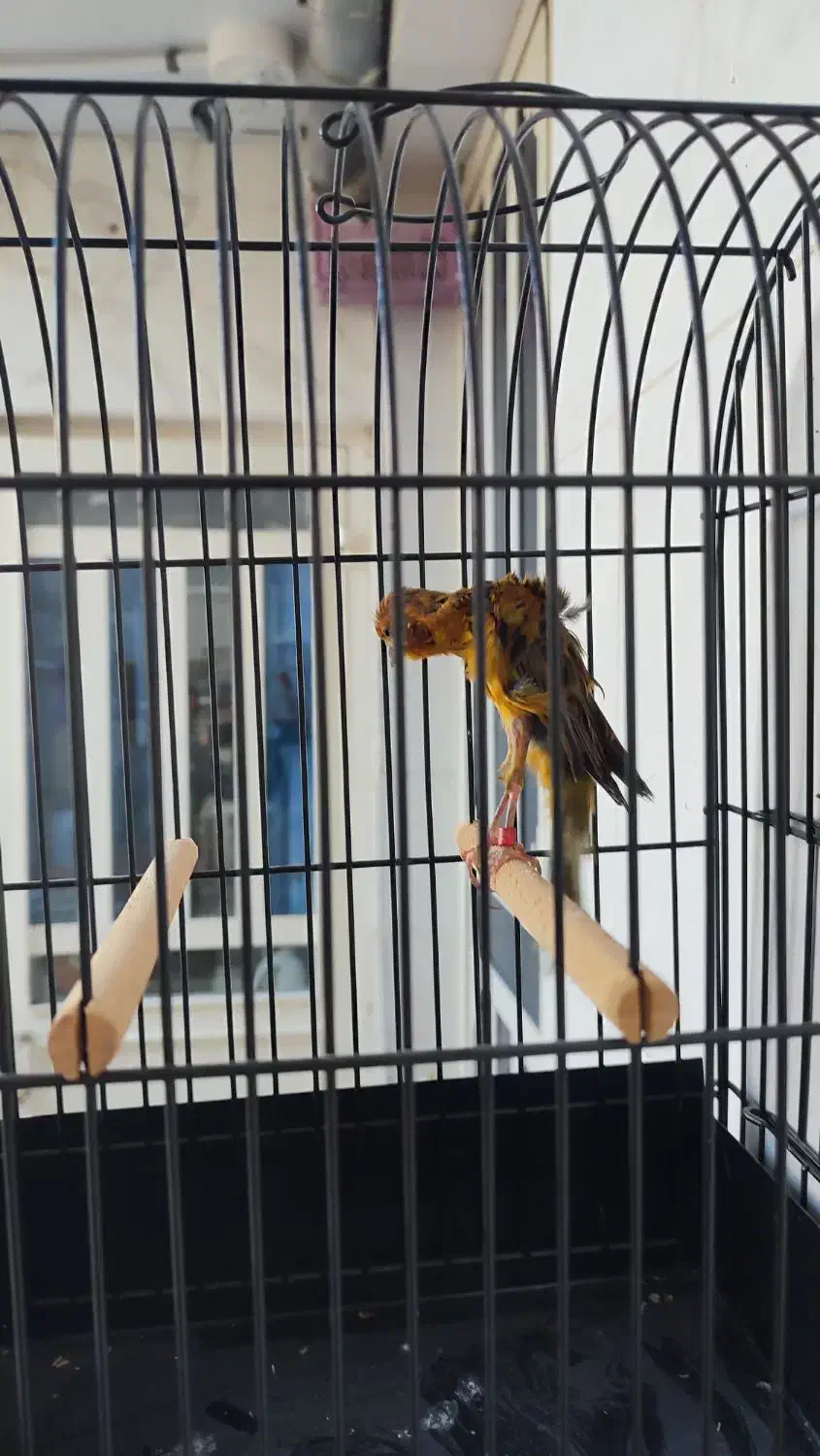 جیبوس جیبر سرخ نر کلکسیونی|پرنده|شیراز, پودنک|دیوار