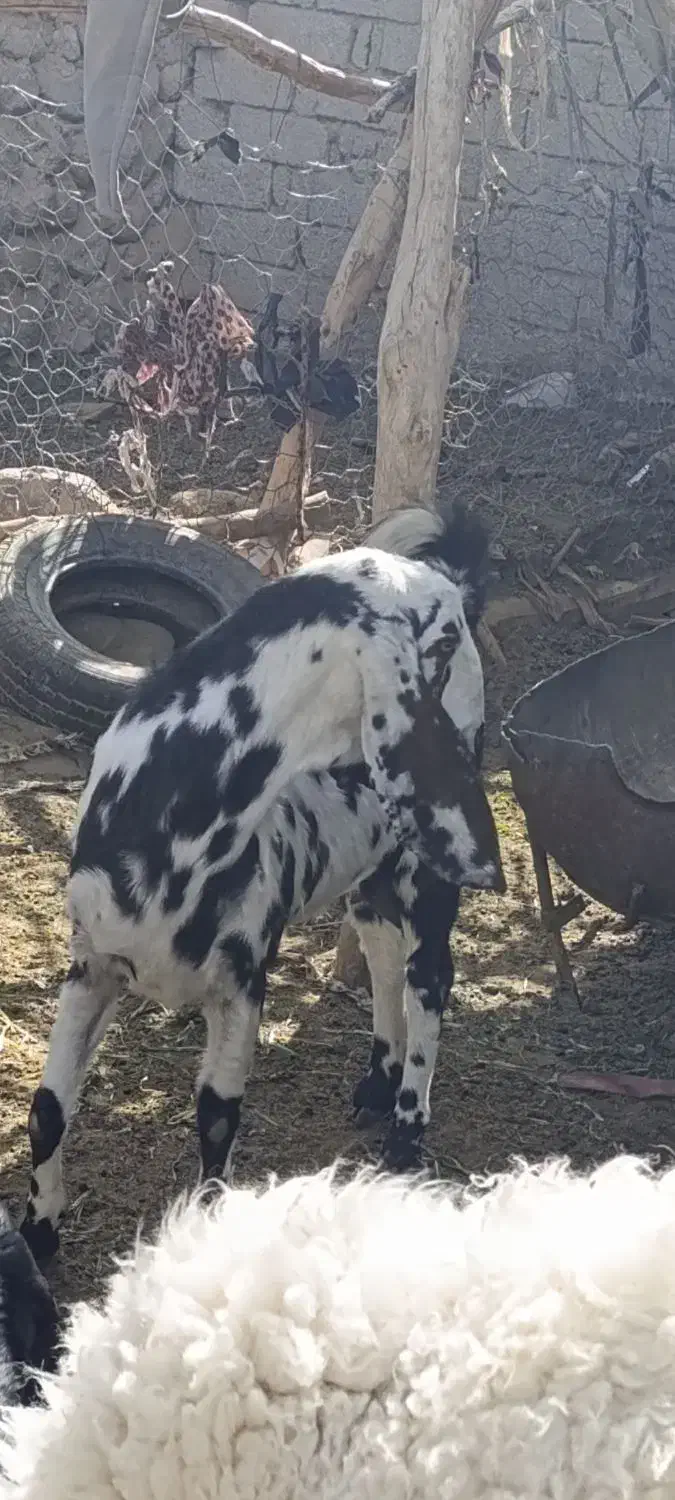 بزوگوسفند|حیوانات مزرعه|میرجاوه, |دیوار