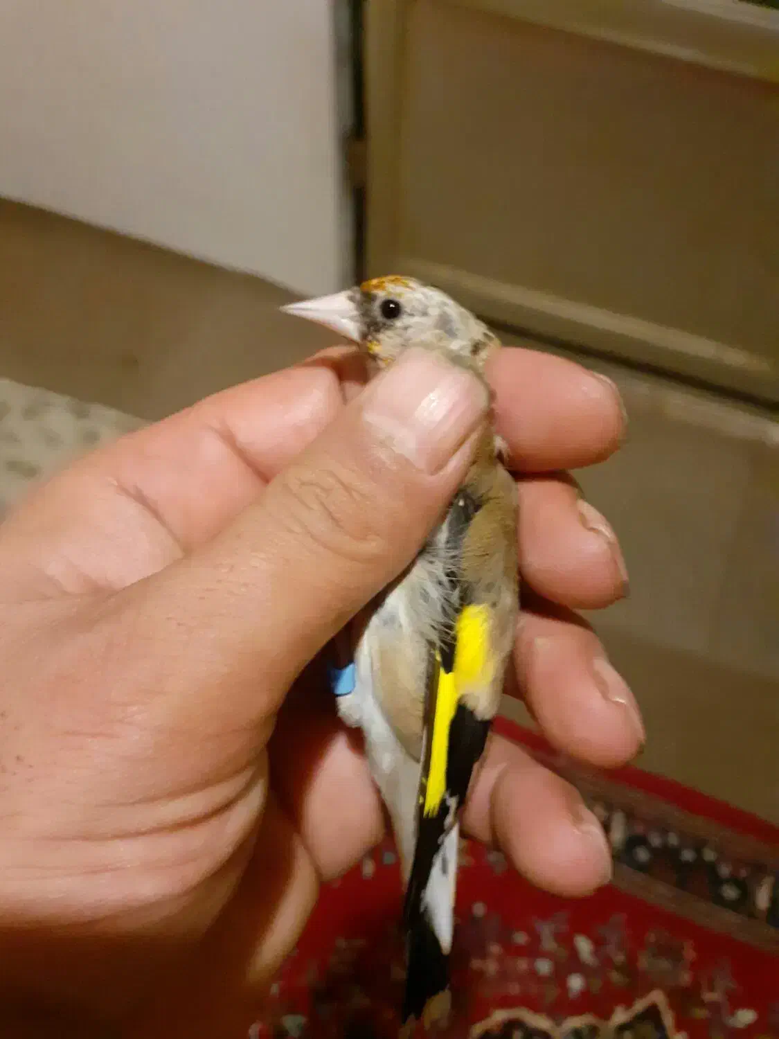 سهره نا خون سفید|پرنده|همدان, |دیوار