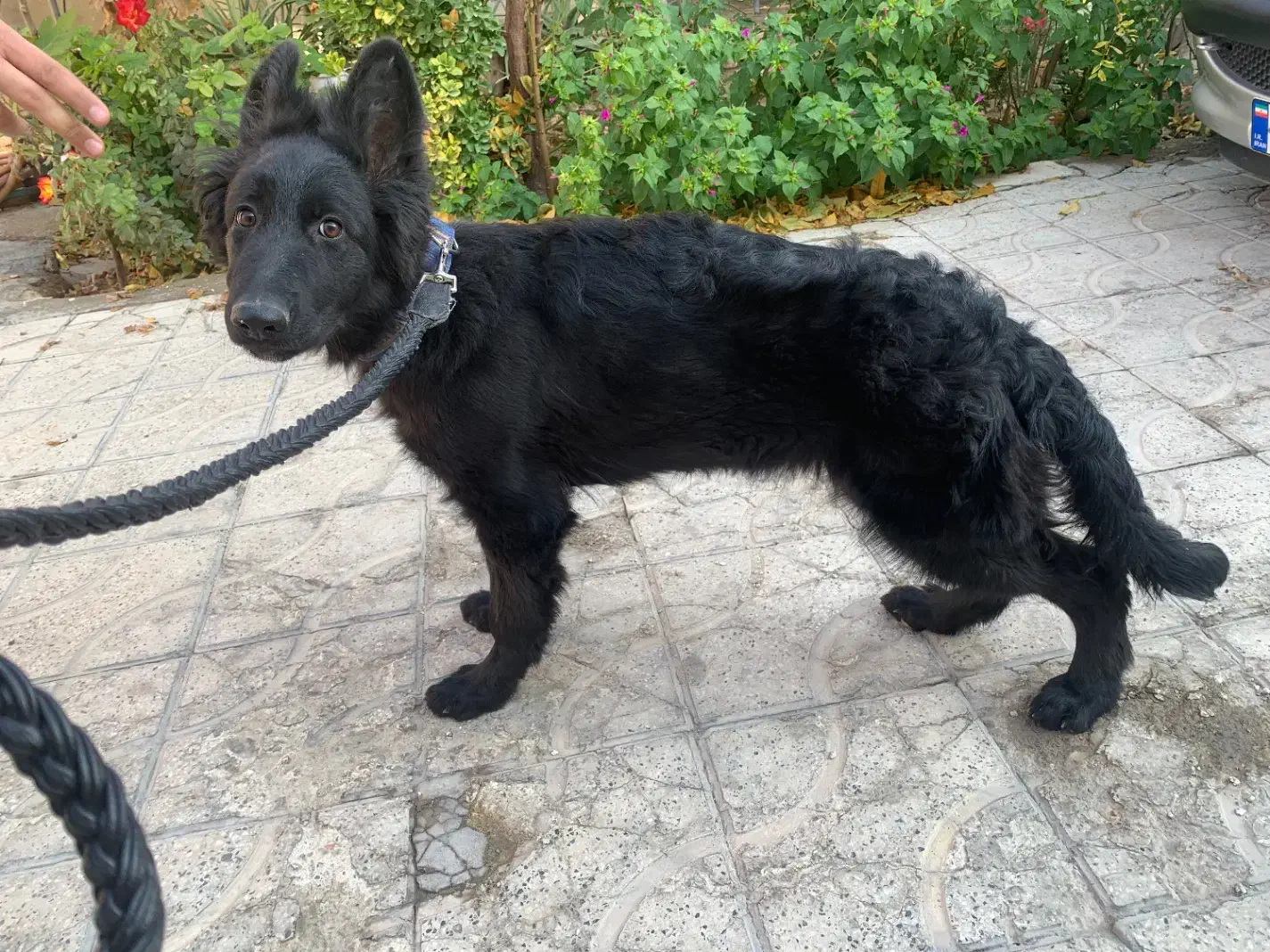 واگذاری سگ ژرمن شولاین ماده|سگ|شیراز, آزادگان|دیوار