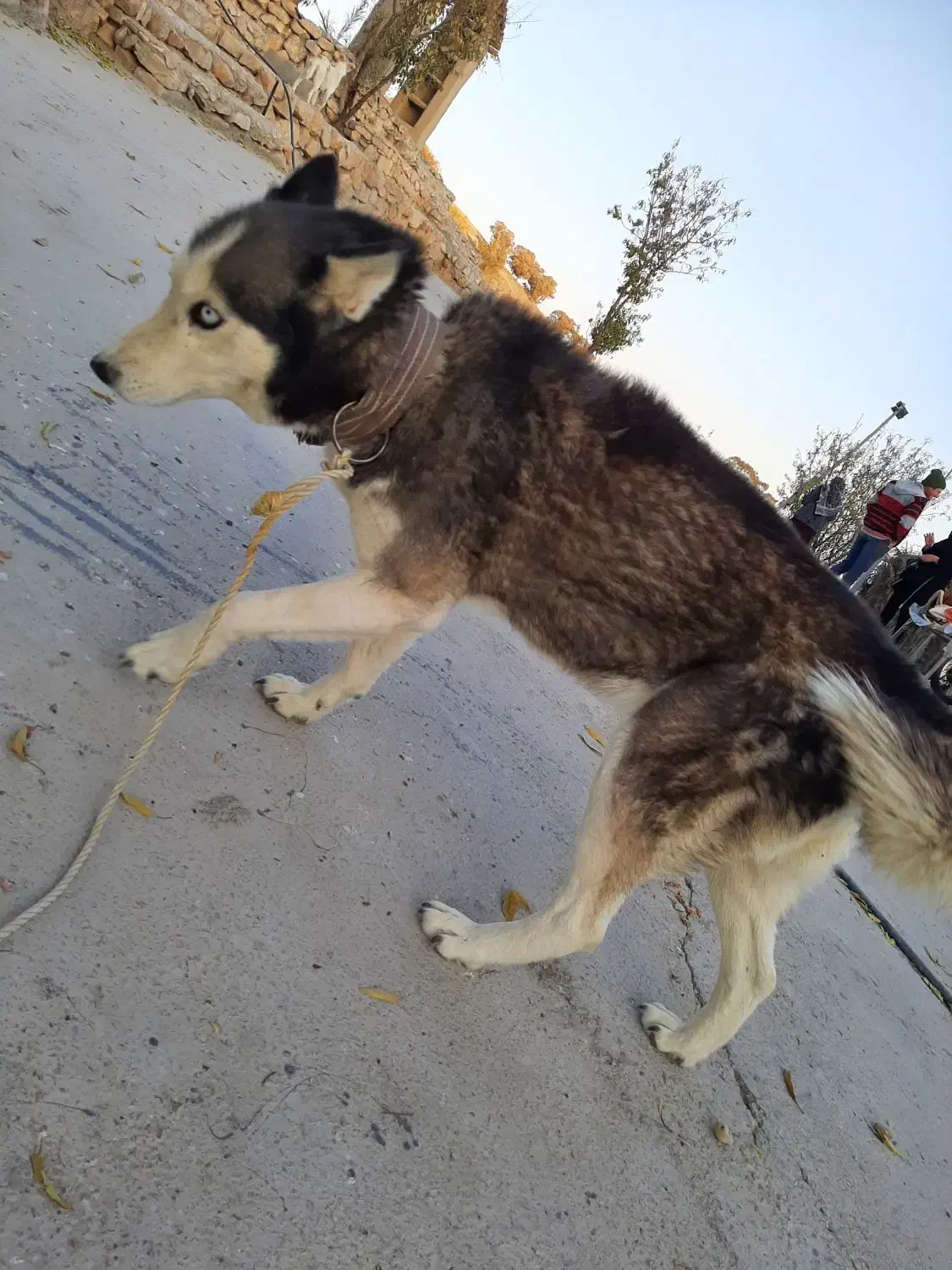 هاسکی اصیل، سالم و بسیار سرحال یا|سگ|دشمن زیاری, |دیوار