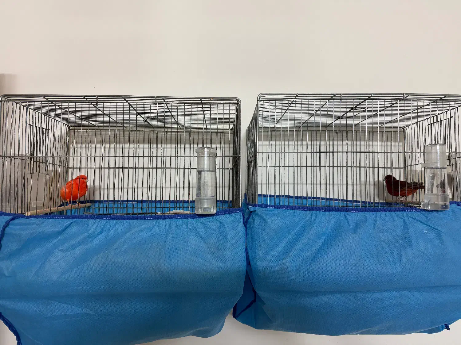 قناری|پرنده|بروجرد, |دیوار