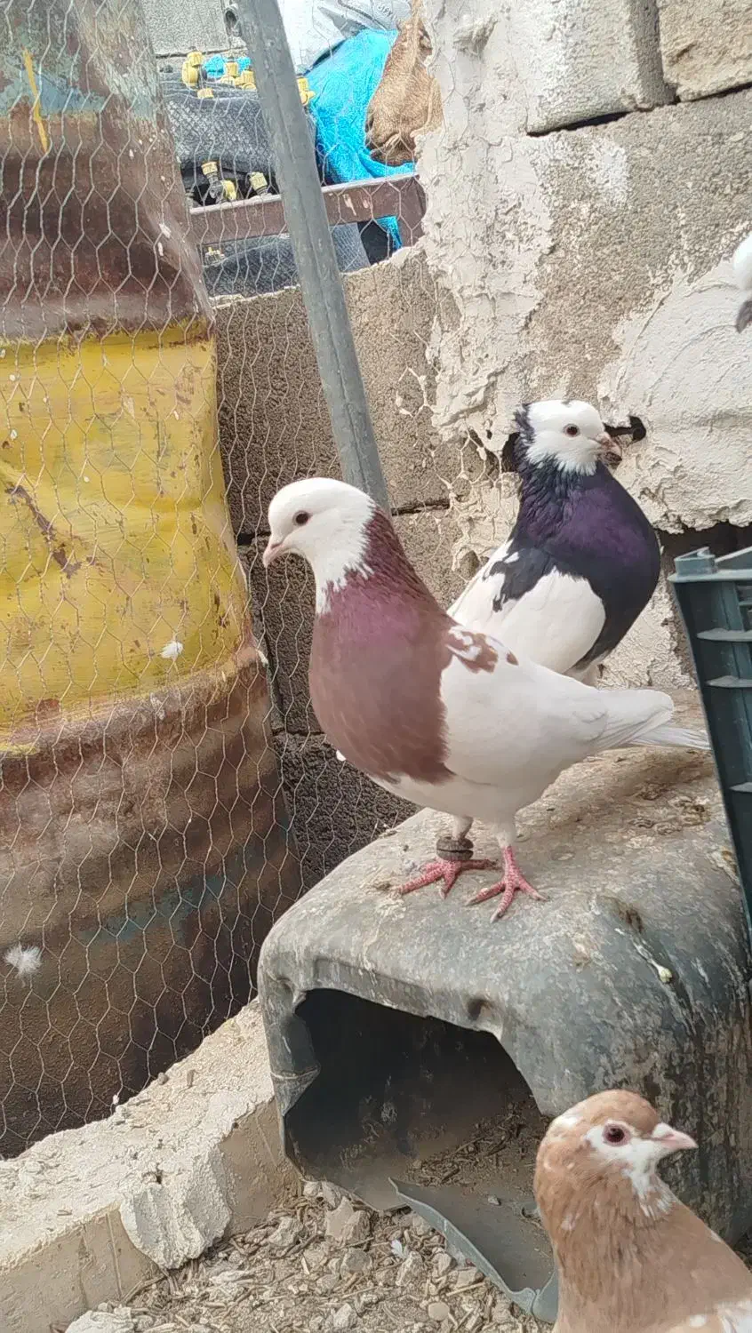 کبوتر طوقی|پرنده|کازرون, |دیوار