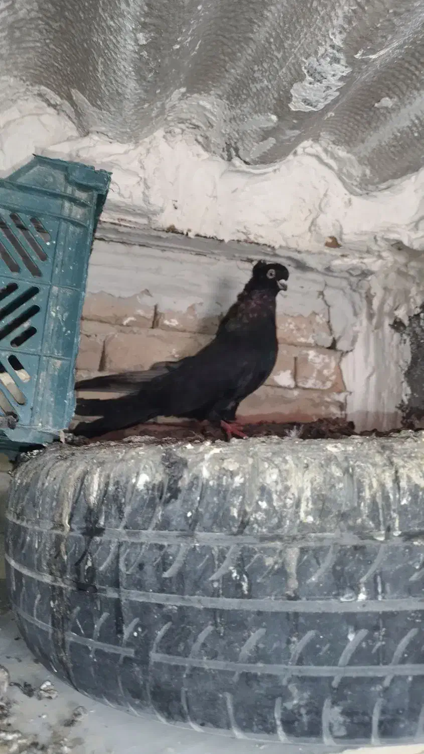 صرب|پرنده|ملکان, |دیوار