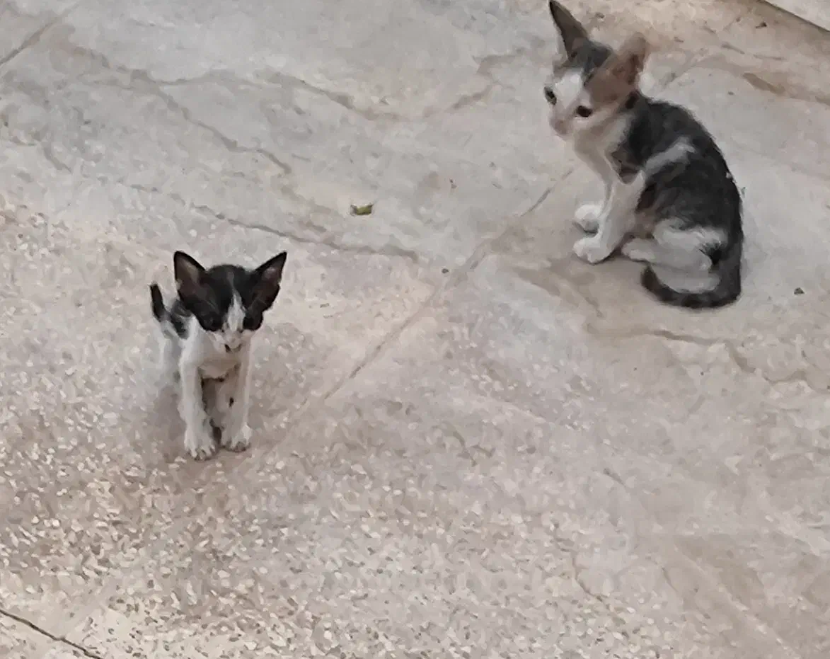 گربه|گربه|برازجان, |دیوار