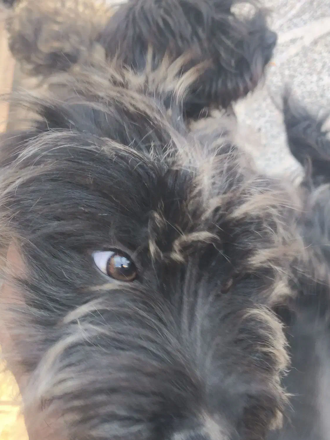 سگ شیتزو|سگ|تهران, آذربایجان|دیوار