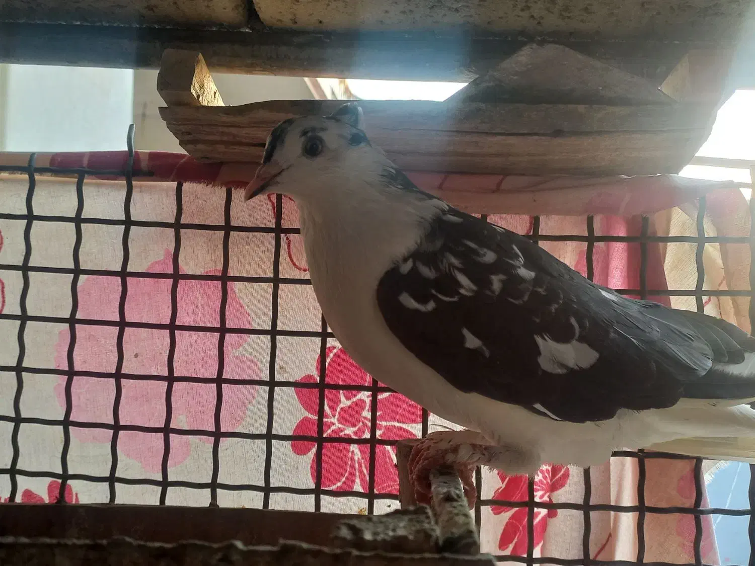 کبوتر|پرنده|مسجد سلیمان, |دیوار