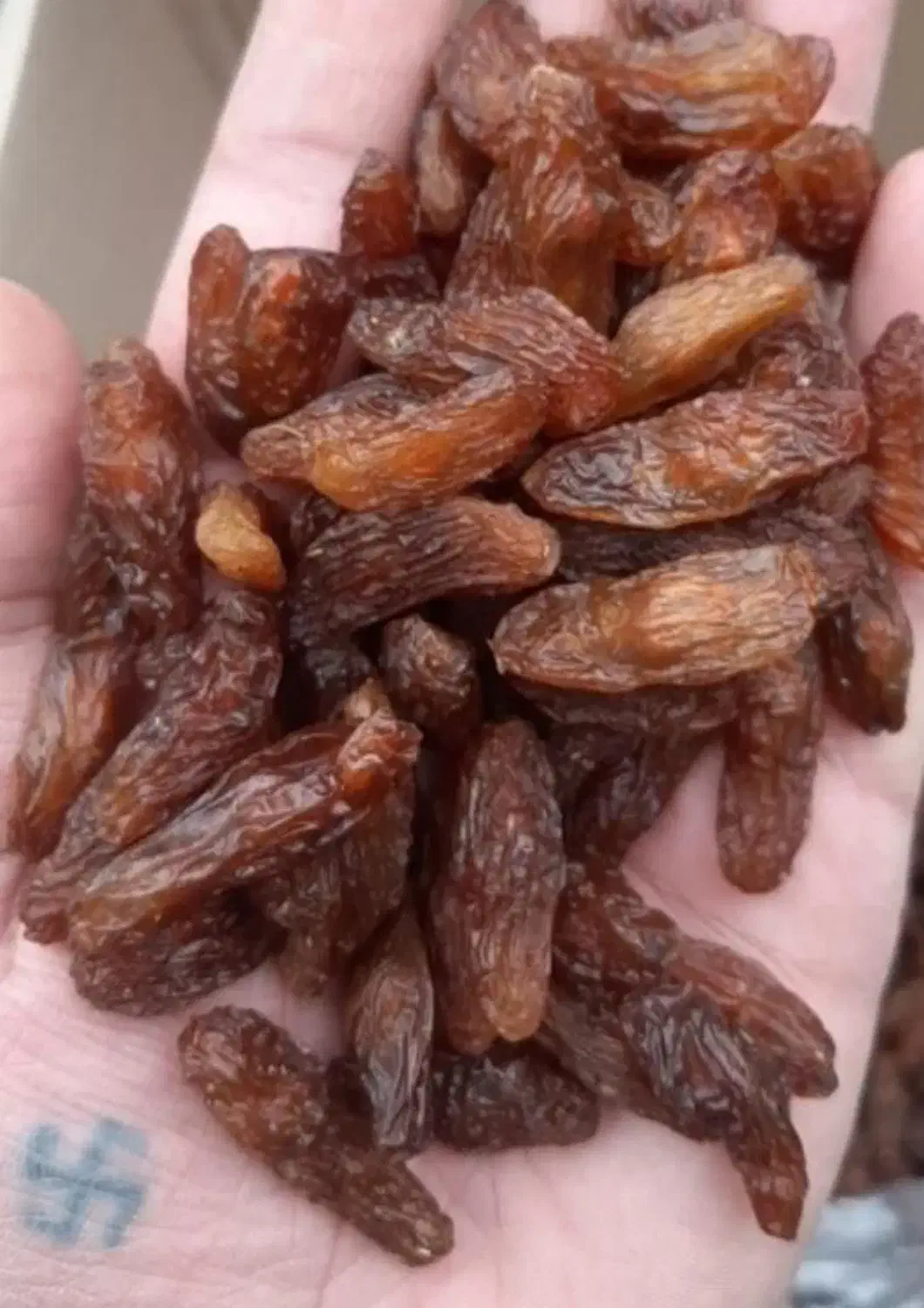 کشمش ومویز خرمامخصوص آبگیری بهمراه چرخ کردن رایگان|خوردنی و آشامیدنی|کرمانشاه, |دیوار