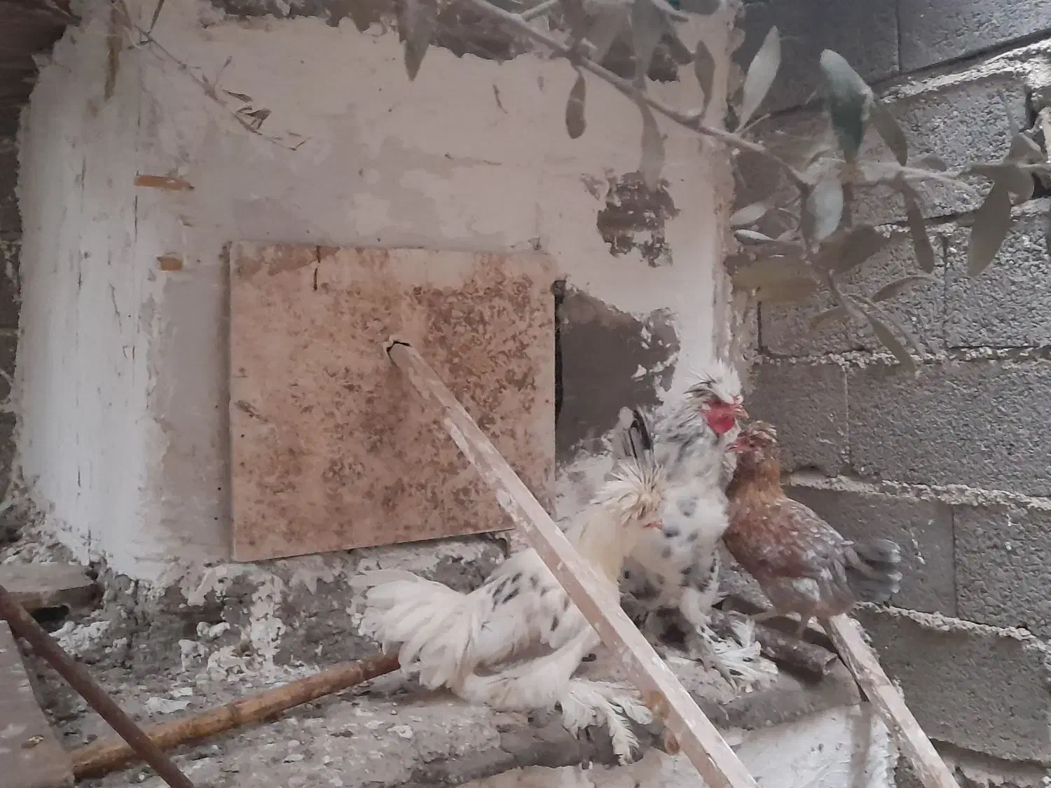 جفت مرغ و خروس کاکل پاپر|پرنده|منجیل, |دیوار