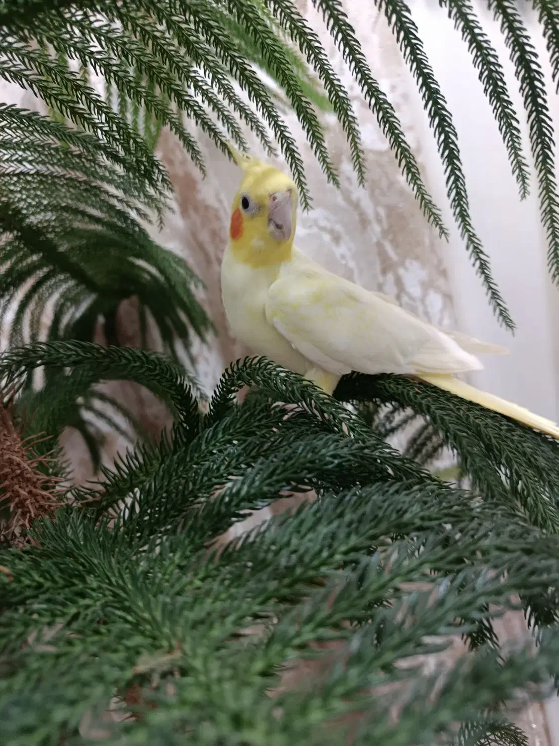 عروس هلندی ماده|پرنده|قم, چهل درخت|دیوار