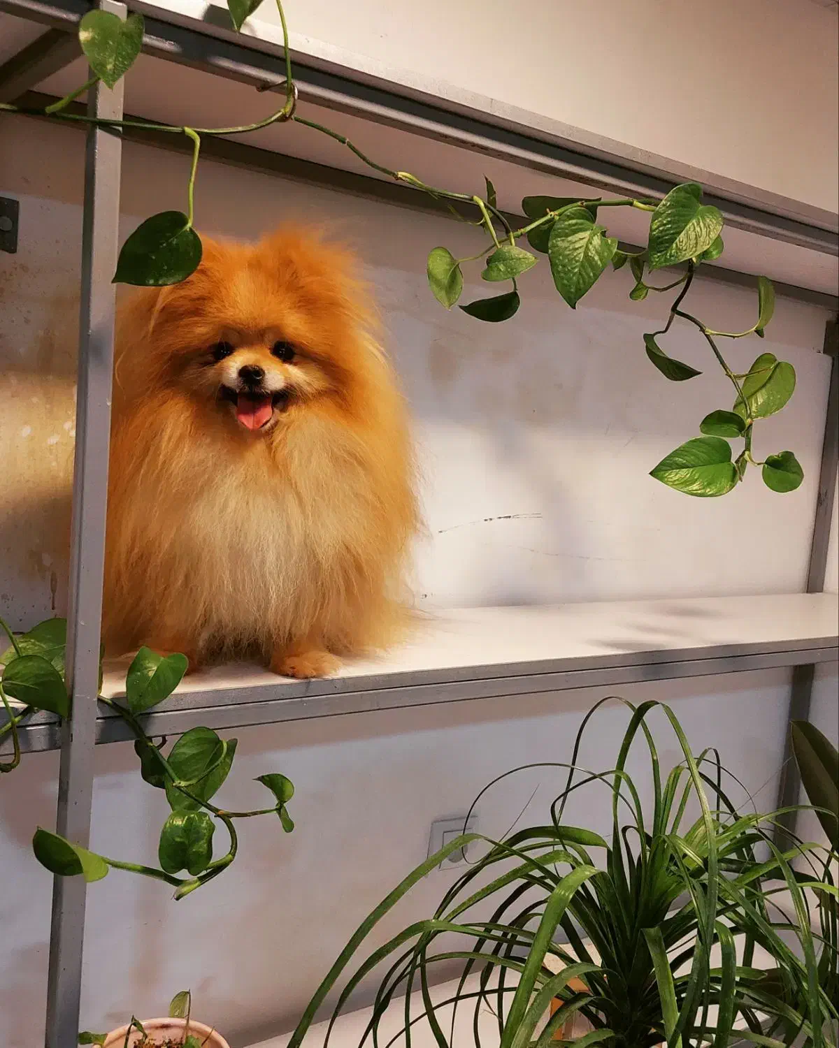 سگ پامر کیفیت بالا|سگ|شیراز, دکتر حسابی|دیوار