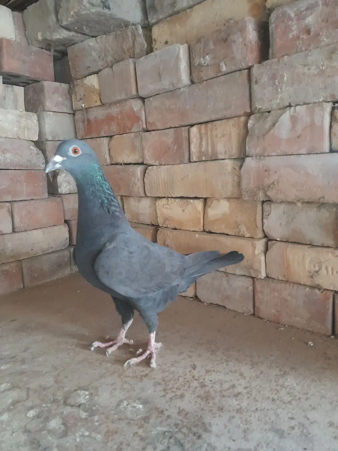 سیا وسبز|پرنده|بجنورد, |دیوار