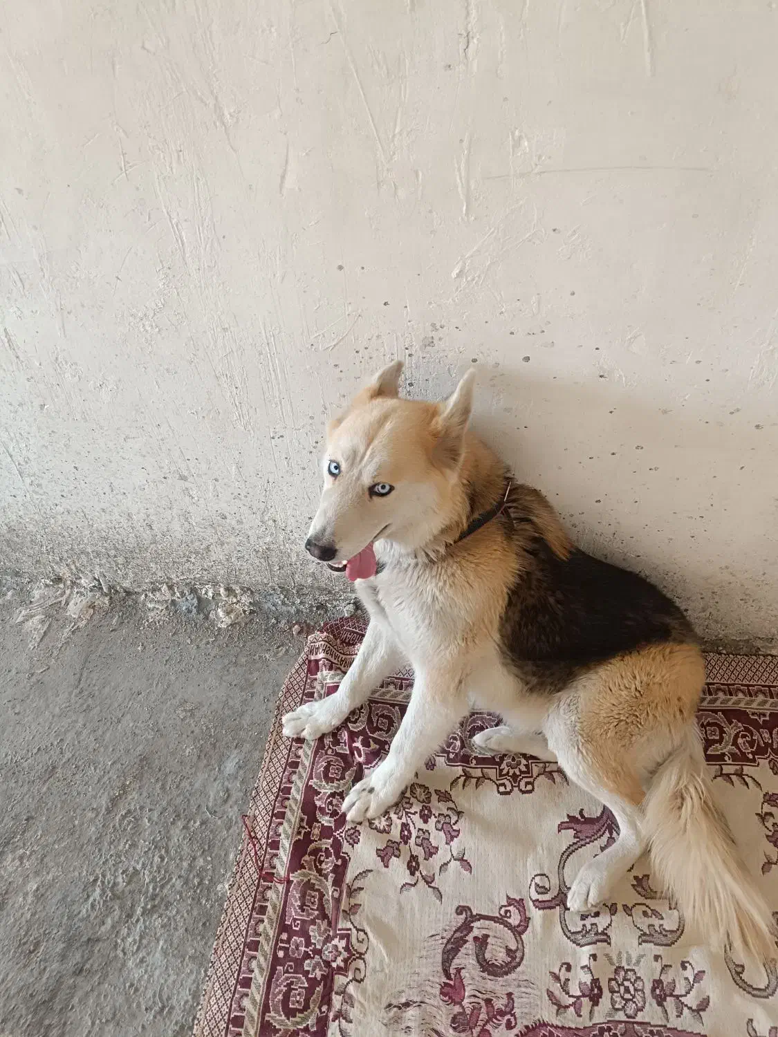 سگ ژرمن|سگ|قزوین, |دیوار