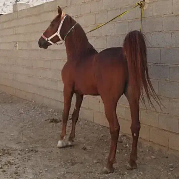 طوفان|اسب و تجهیزات اسبسواری|سبزوار, ابارش|دیوار