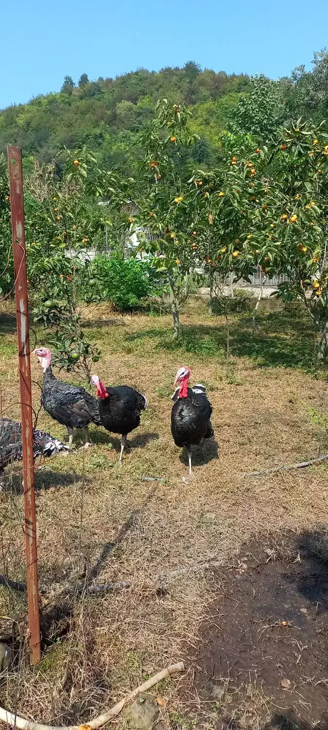 فروشی|حیوانات مزرعه|حویق, |دیوار