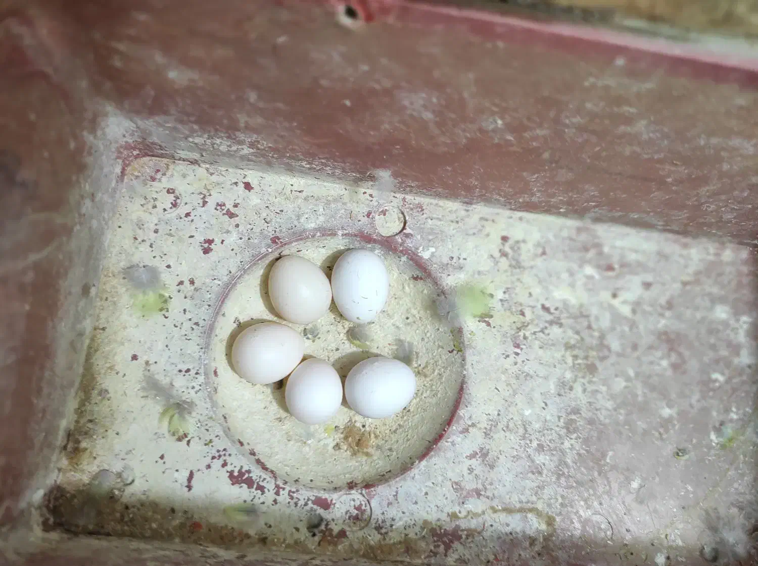 فروشی جفتی ۵۰۰|پرنده|شهرضا, |دیوار