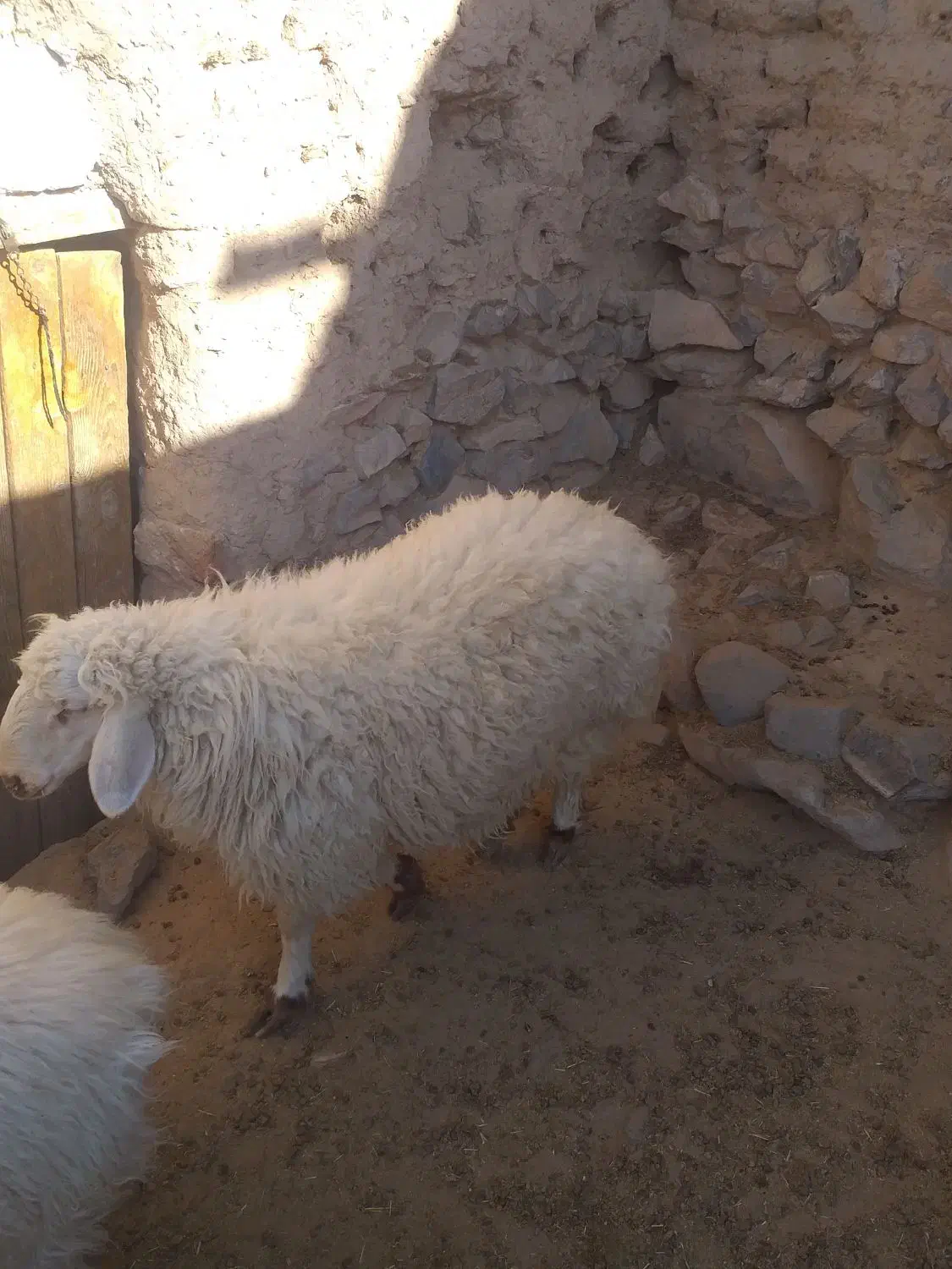 بره نر|حیوانات مزرعه|درمیان, |دیوار