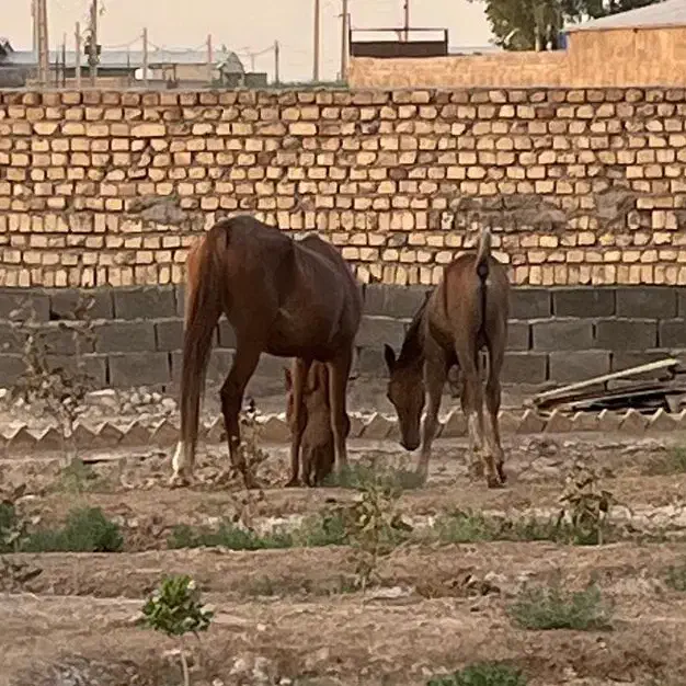 اسب|اسب و تجهیزات اسب‌سواری|قم, قلعه صدری|دیوار