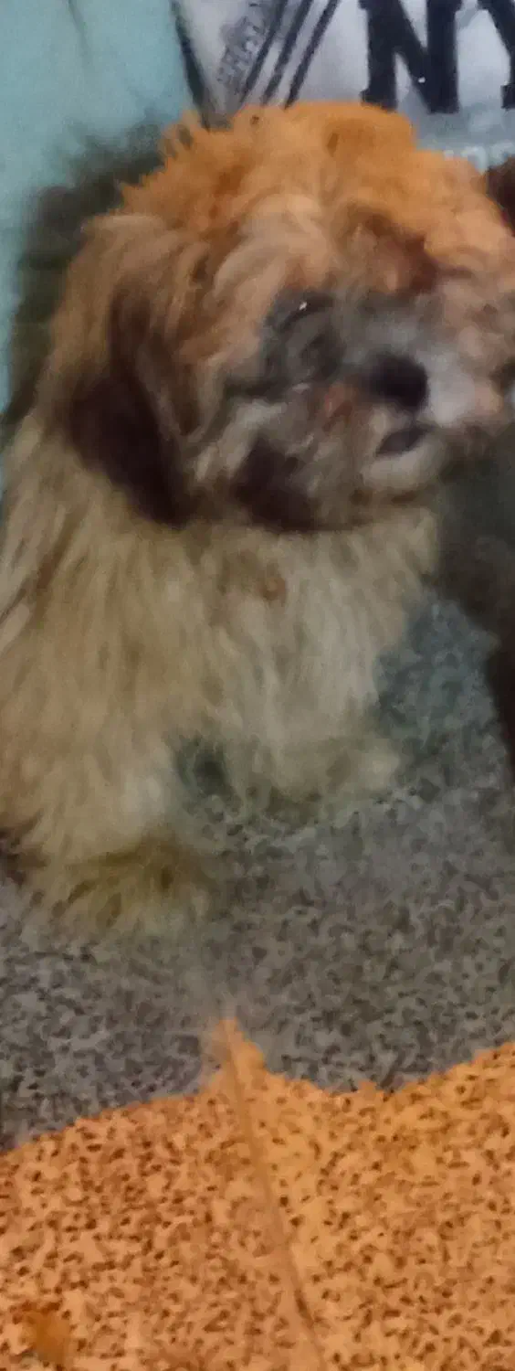 سگ شیتزو|سگ|مسجد سلیمان, |دیوار