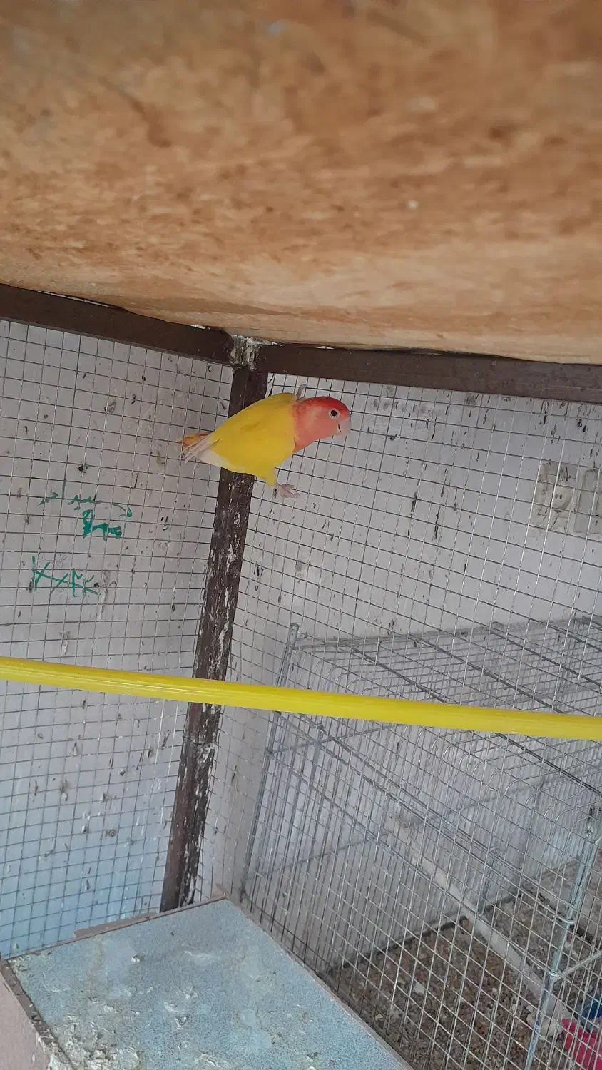 سلام دونه ۱۲۰۰|پرنده|خمینی‌شهر, |دیوار