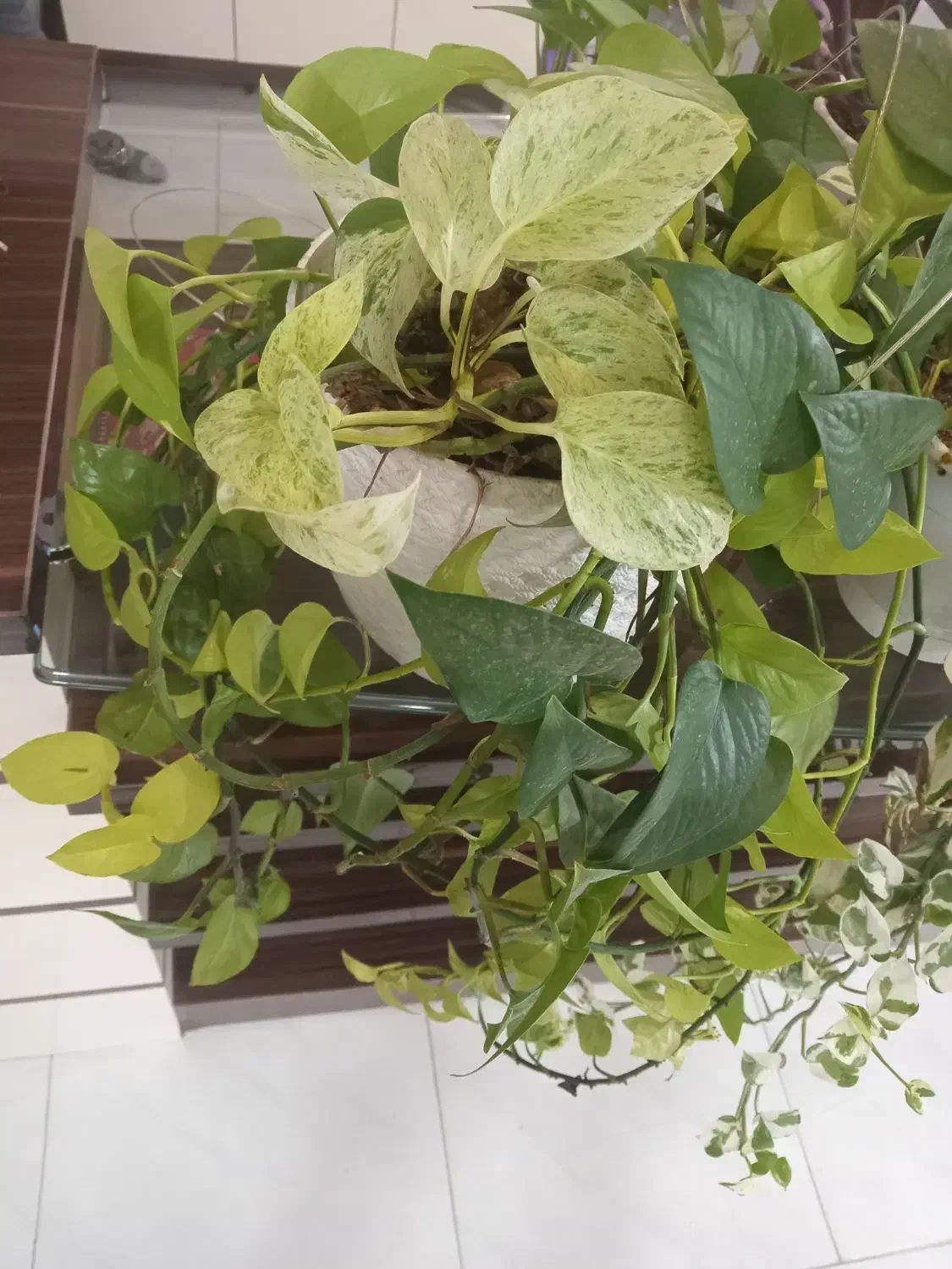 گل اپارتمانی|گل و گیاه طبیعی|مشهد, امیریه|دیوار