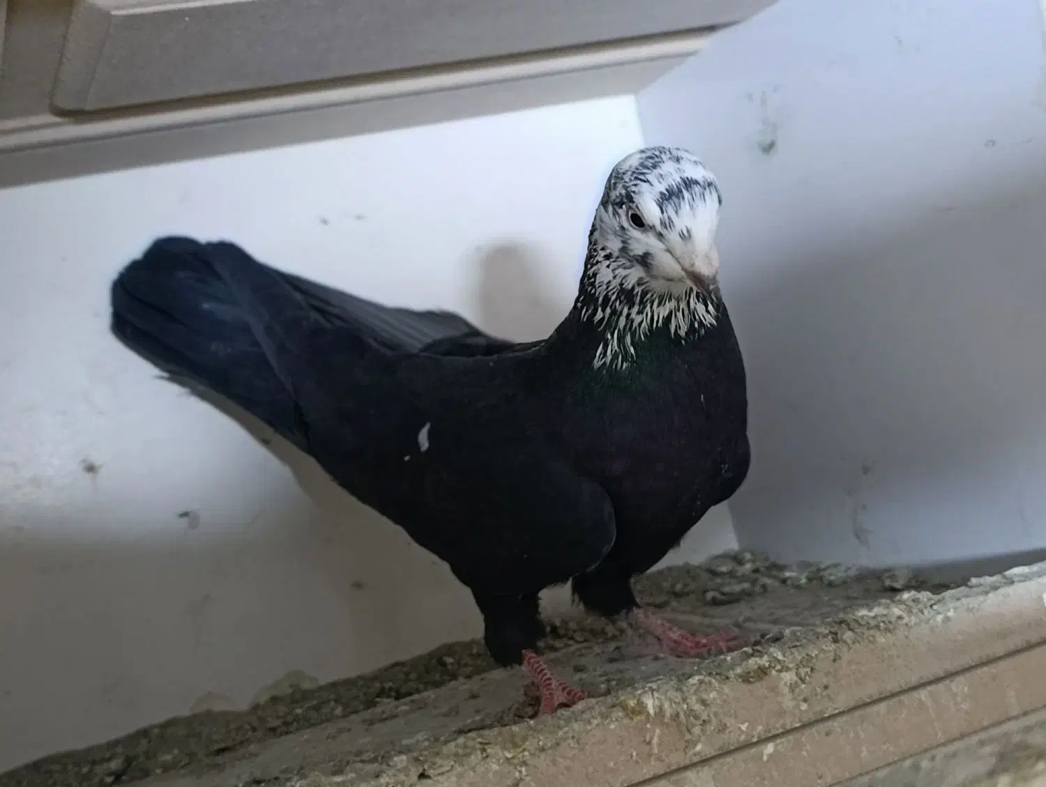 فروشی|پرنده|خنداب, |دیوار