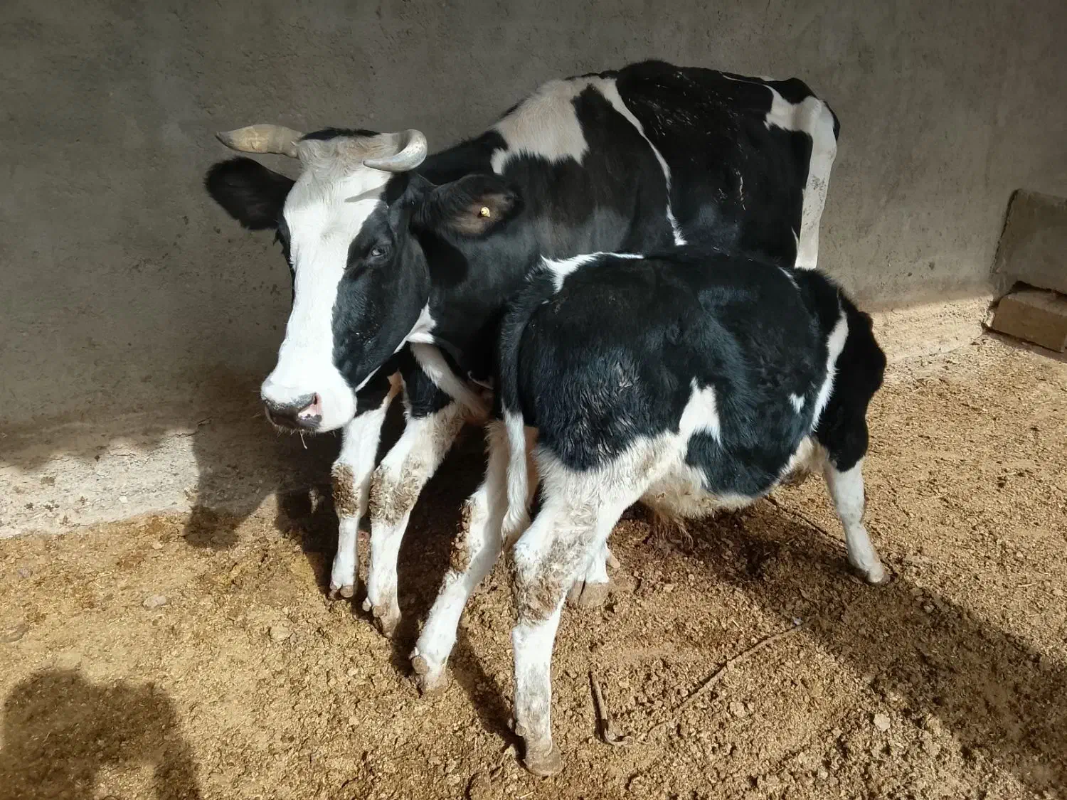 گاو شیری اولشتاین|حیوانات مزرعه|هیرمند, |دیوار