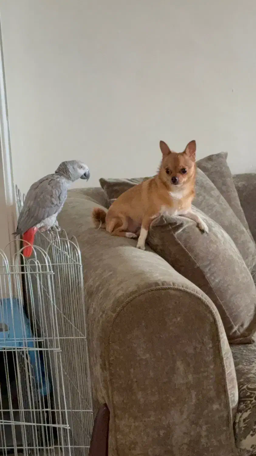 نیروی خدماتی خانوم تمام وقت|استخدام سرایداری و نظافت|تهران, درکه|دیوار