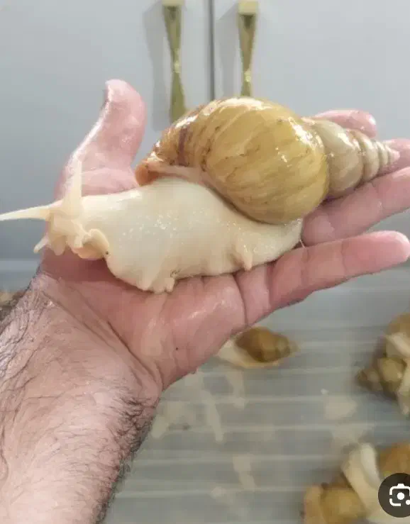 فروش حلزون طبی آلبینو|خزنده|ابهر, |دیوار