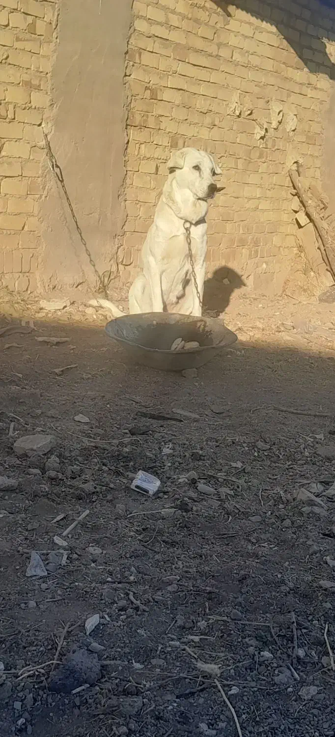 ماده عراقی|سگ|ابهر, |دیوار