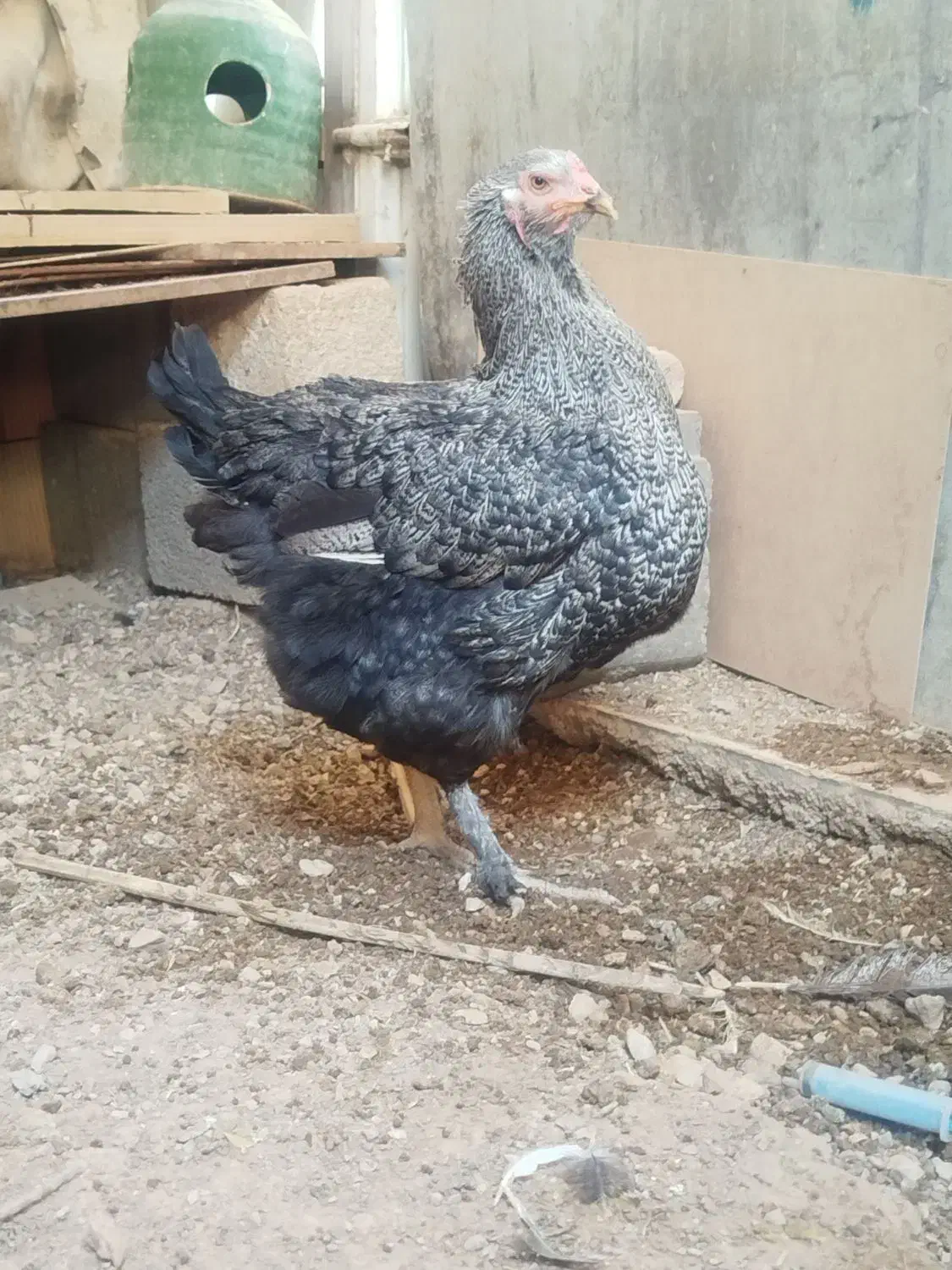 مرغ برهما ویاندوت آمریکایی|حیوانات مزرعه|ایوان, |دیوار