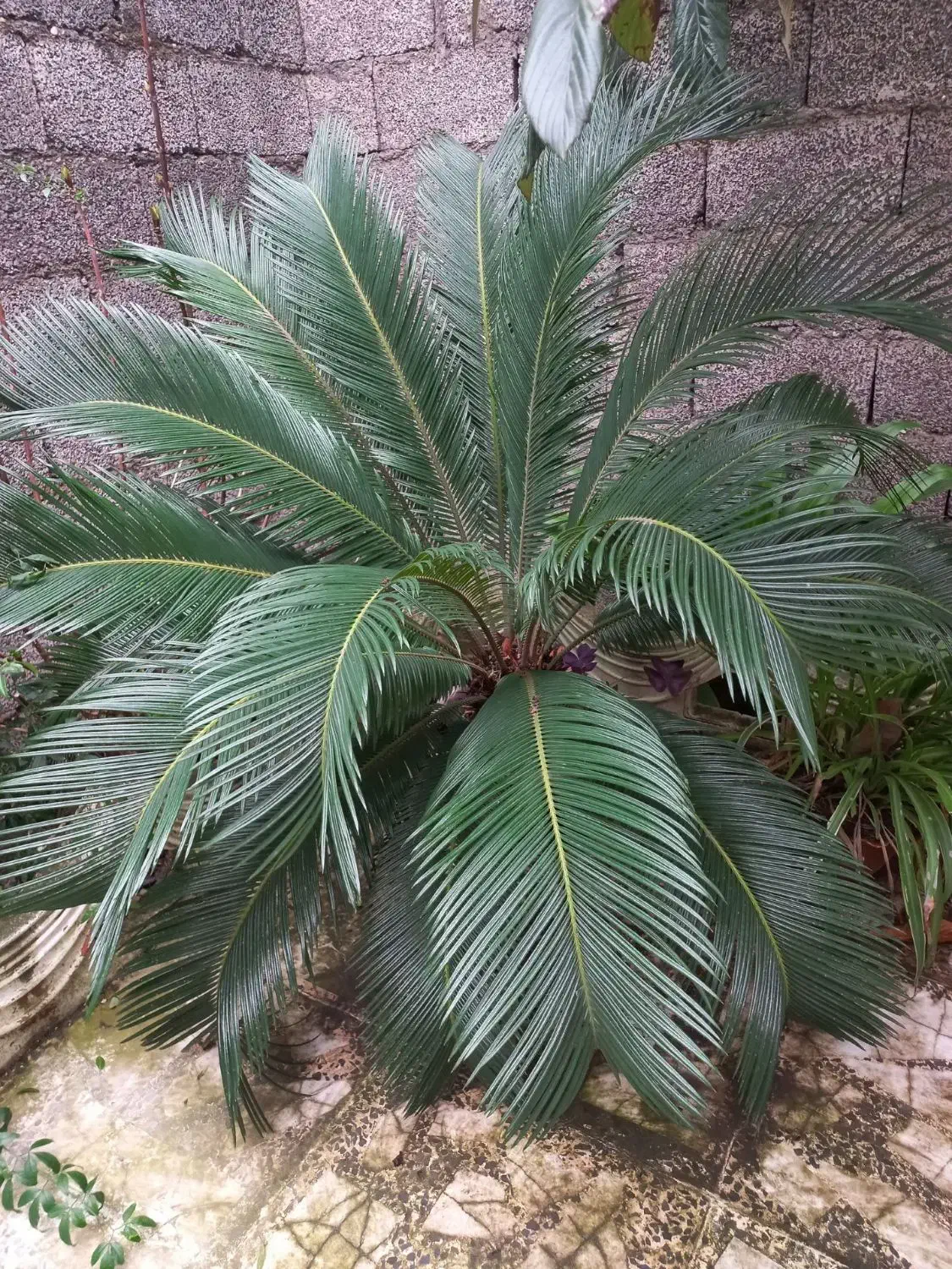 گل سیکاس|گل و گیاه طبیعی|رشت, فلسطین|دیوار