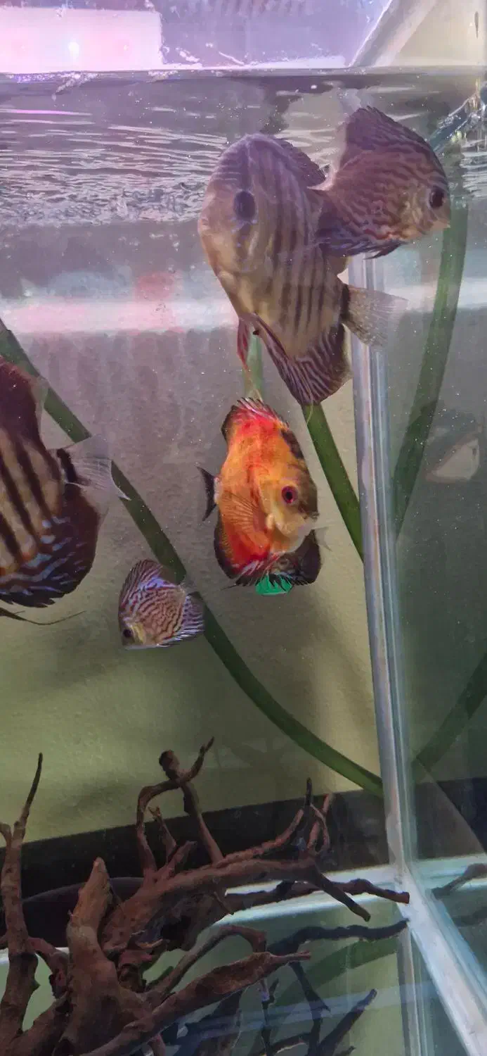 فروش ماهی دیسکس|ماهی|شاهین‌شهر, نبوت|دیوار