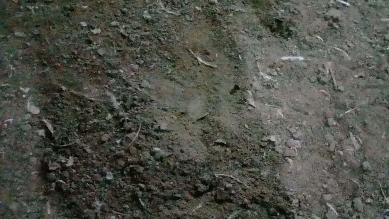 کود مرغی گوشتی سالنی|خدمات باغبانی و درختکاری|سارال, |دیوار