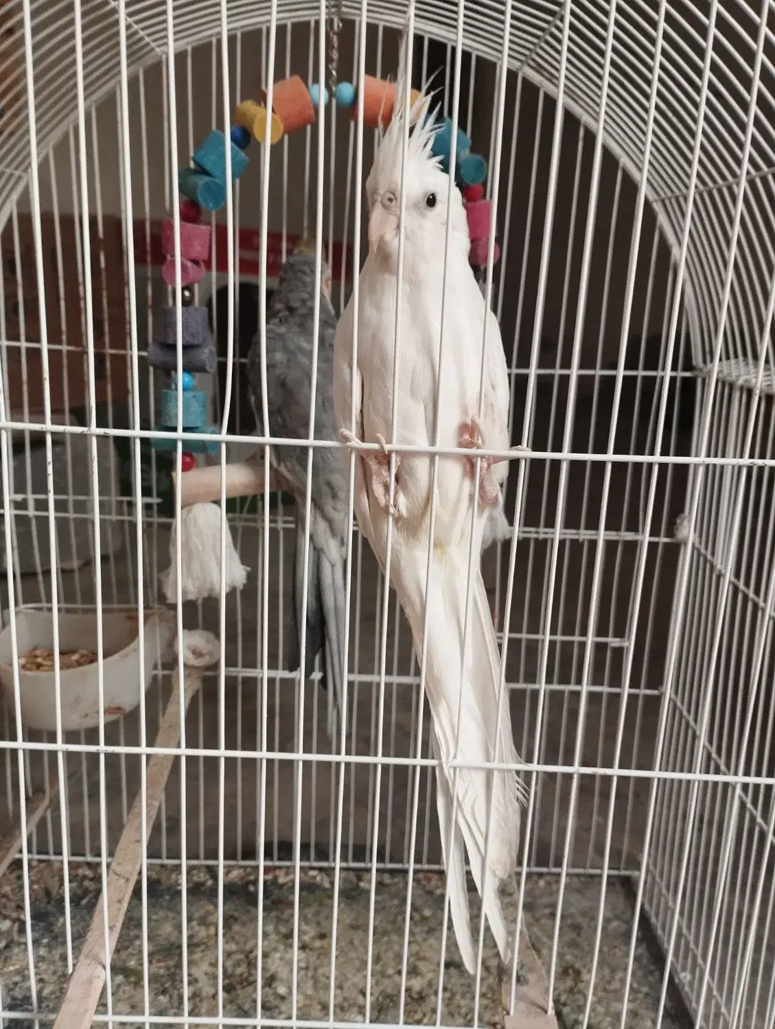 عروس هلندی نر|پرنده|شمیل, |دیوار