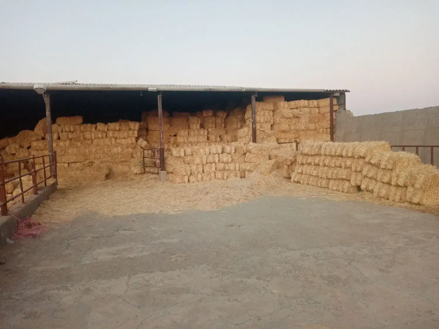 فروش یونجه وسفال گندم به صورت کلی|عمده‌فروشی|نیشابور, ریوند|دیوار