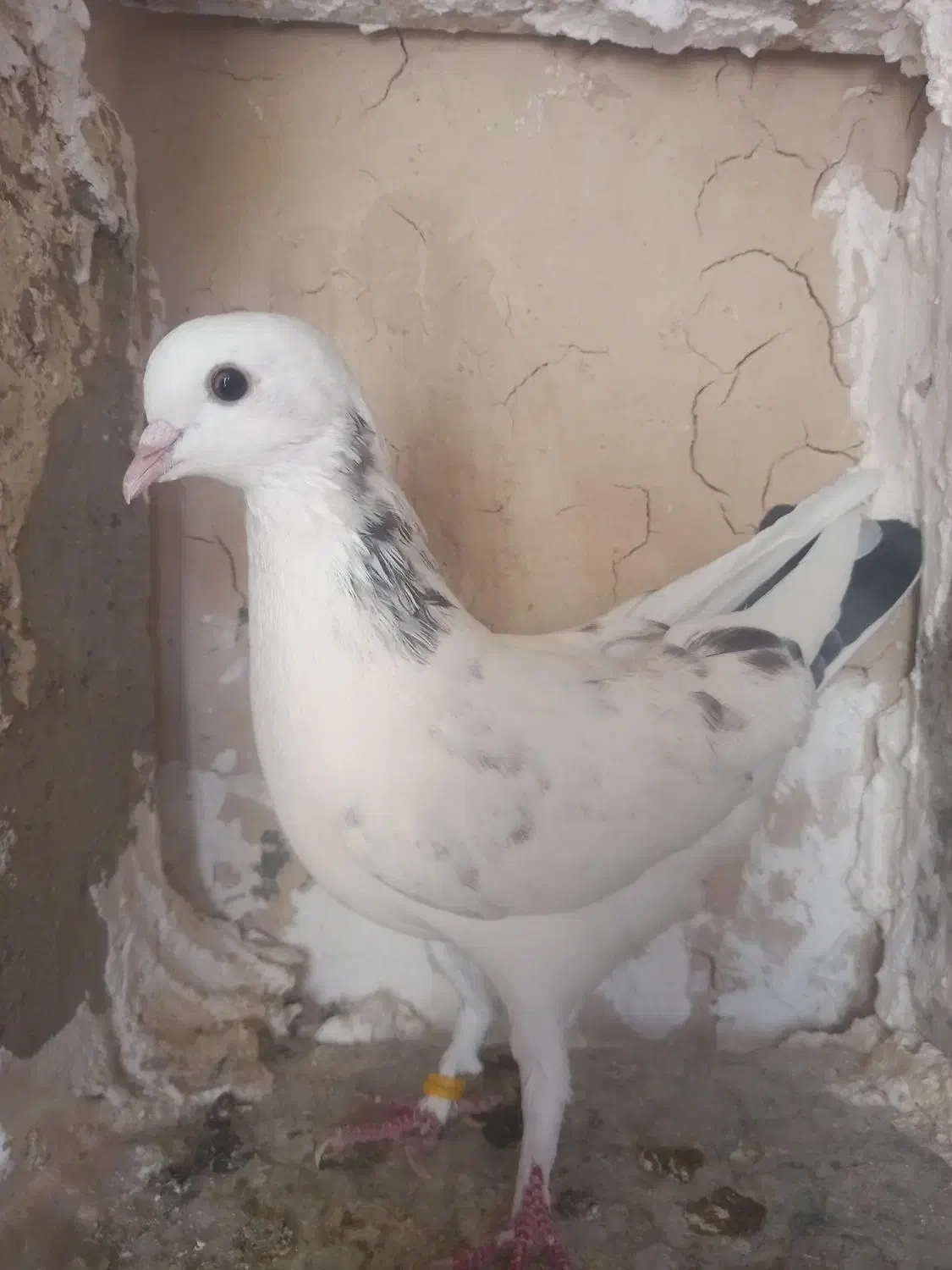 کفتر گمشده|حیوانات|خمین, |دیوار