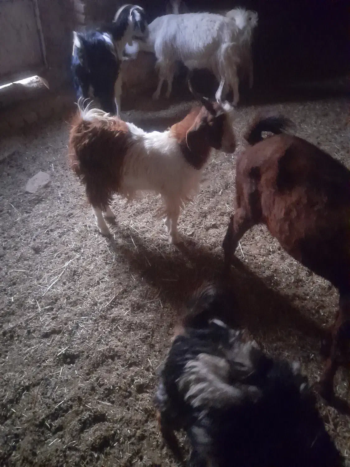 فروشی|حیوانات مزرعه|سرایان, |دیوار