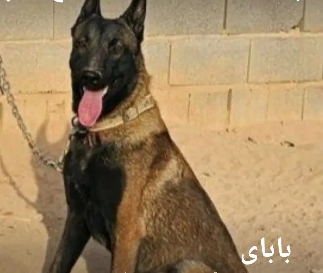 واگذاری مالینویز|سگ|بم, |دیوار