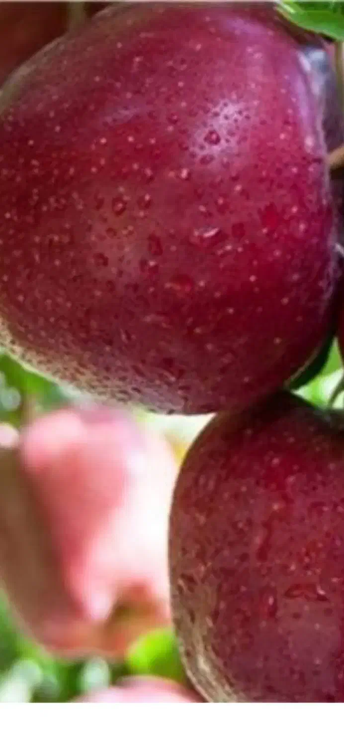 سیب درختی در جعبه های دوردیف|عمدهفروشی|هشترود, |دیوار