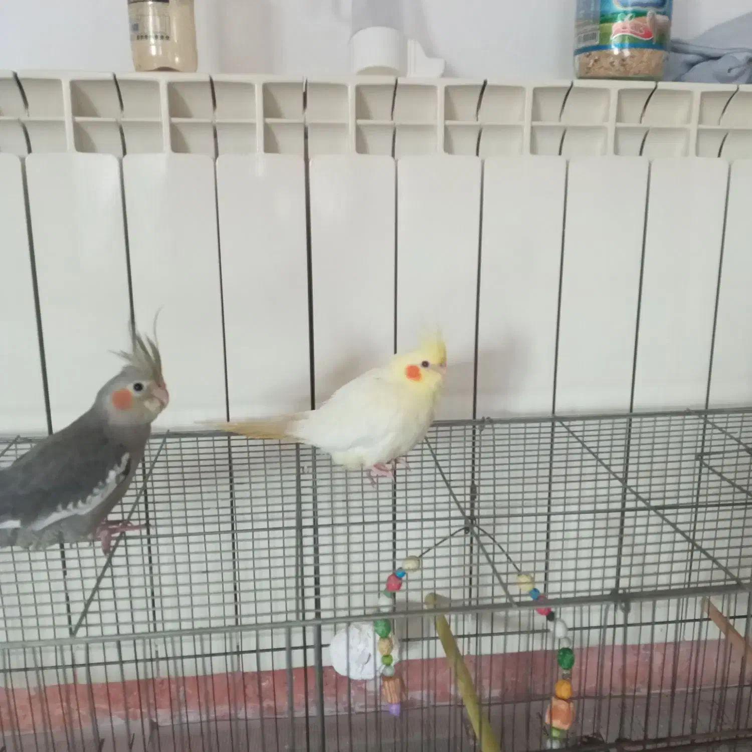 عروس هلندی|پرنده|چالوس, |دیوار