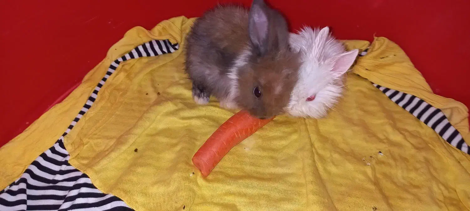 یک جفت خرگوش بسیار کوچک|موش و خرگوش|پرند, فاز ۶|دیوار