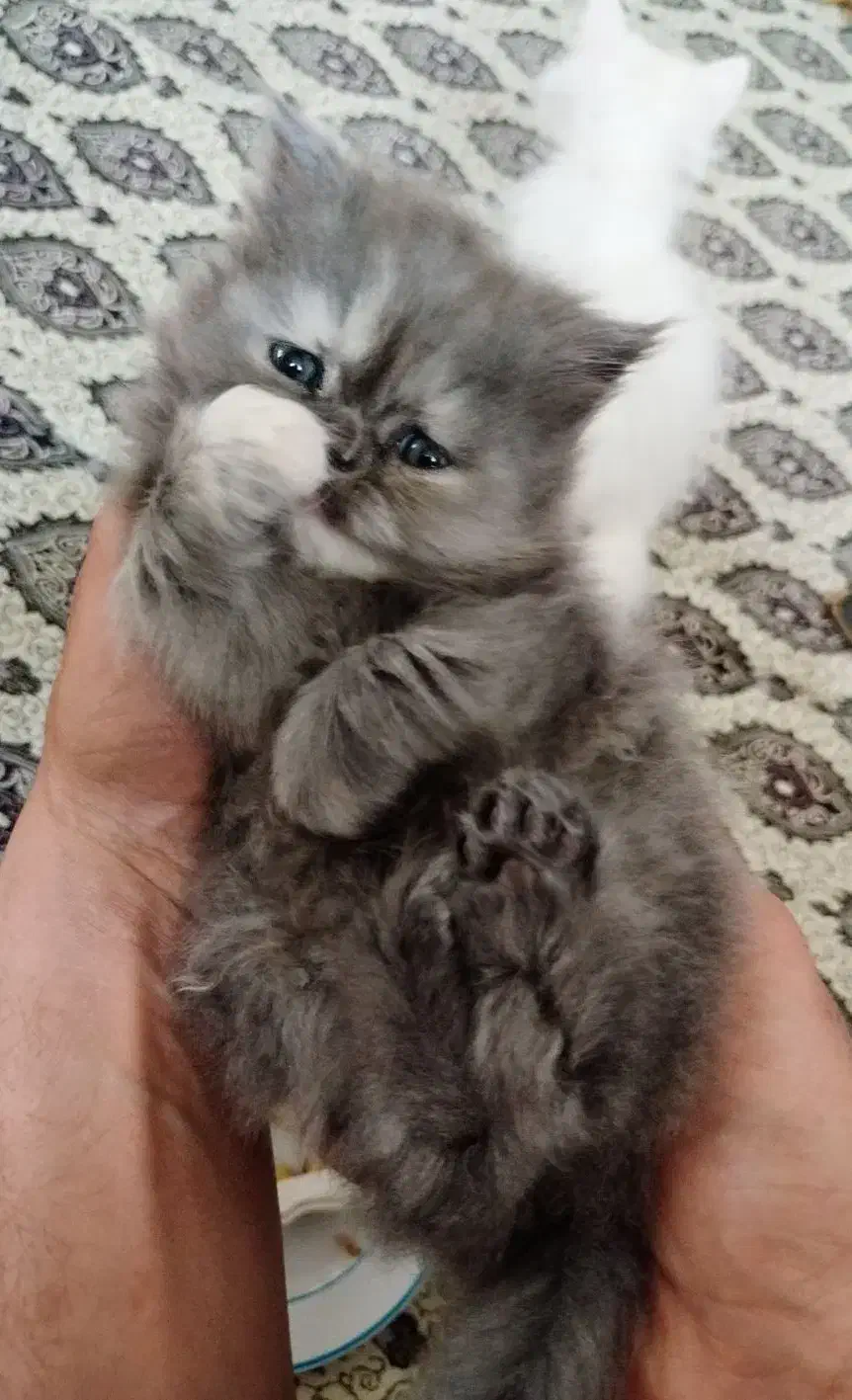 پرشین ماده|گربه|فولادشهر, B4|دیوار