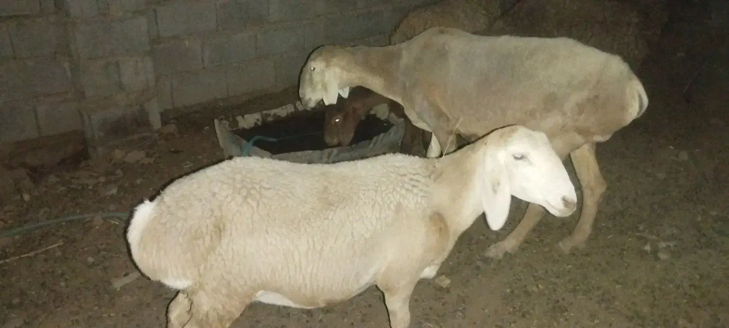 میش وبره|عمده‌فروشی|انابد, |دیوار