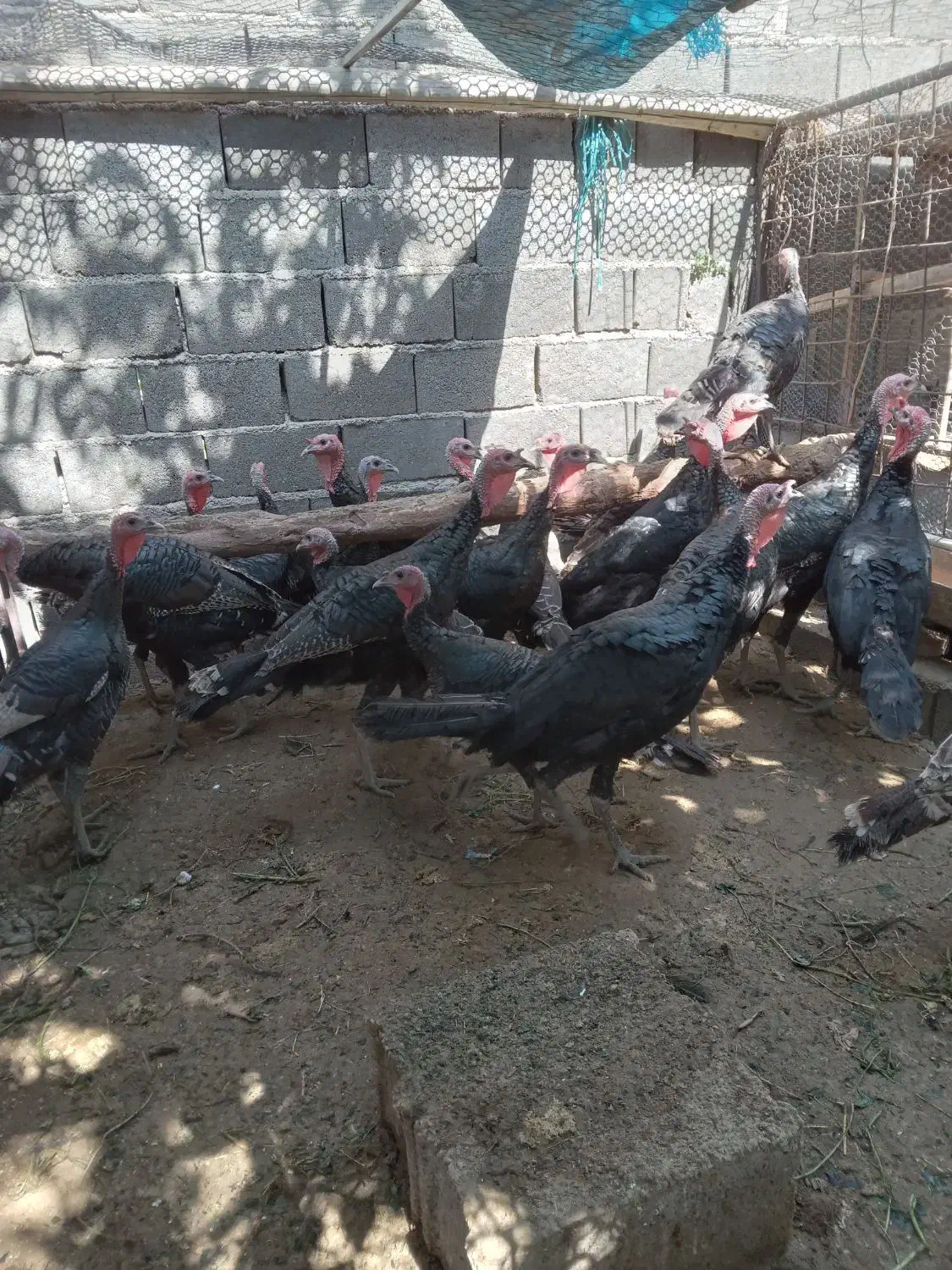 بوقلمون نرو ماده|حیوانات مزرعه|کوهسار (البرز), |دیوار