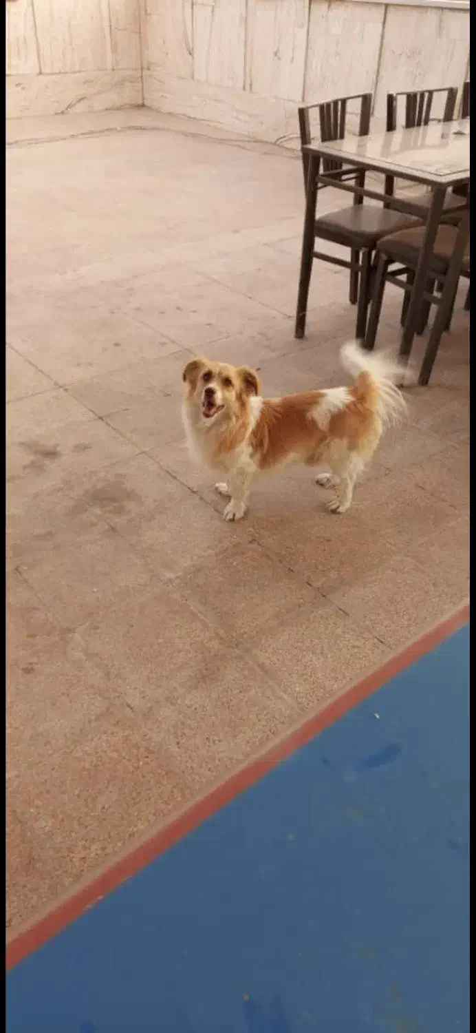 سگ گمشده|سگ|تهران, پرستار|دیوار