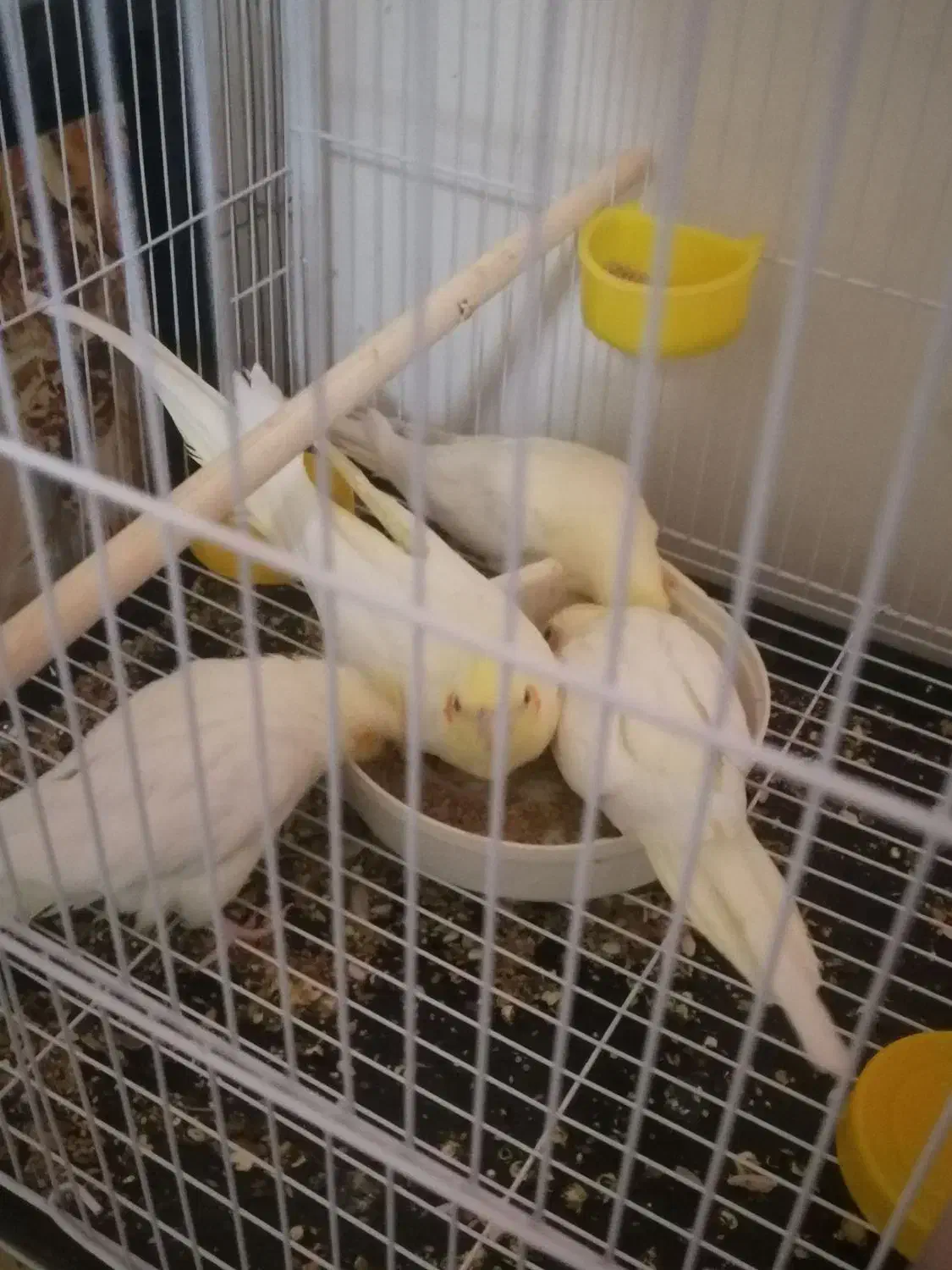 عروس هلندی|پرنده|کاشمر, |دیوار