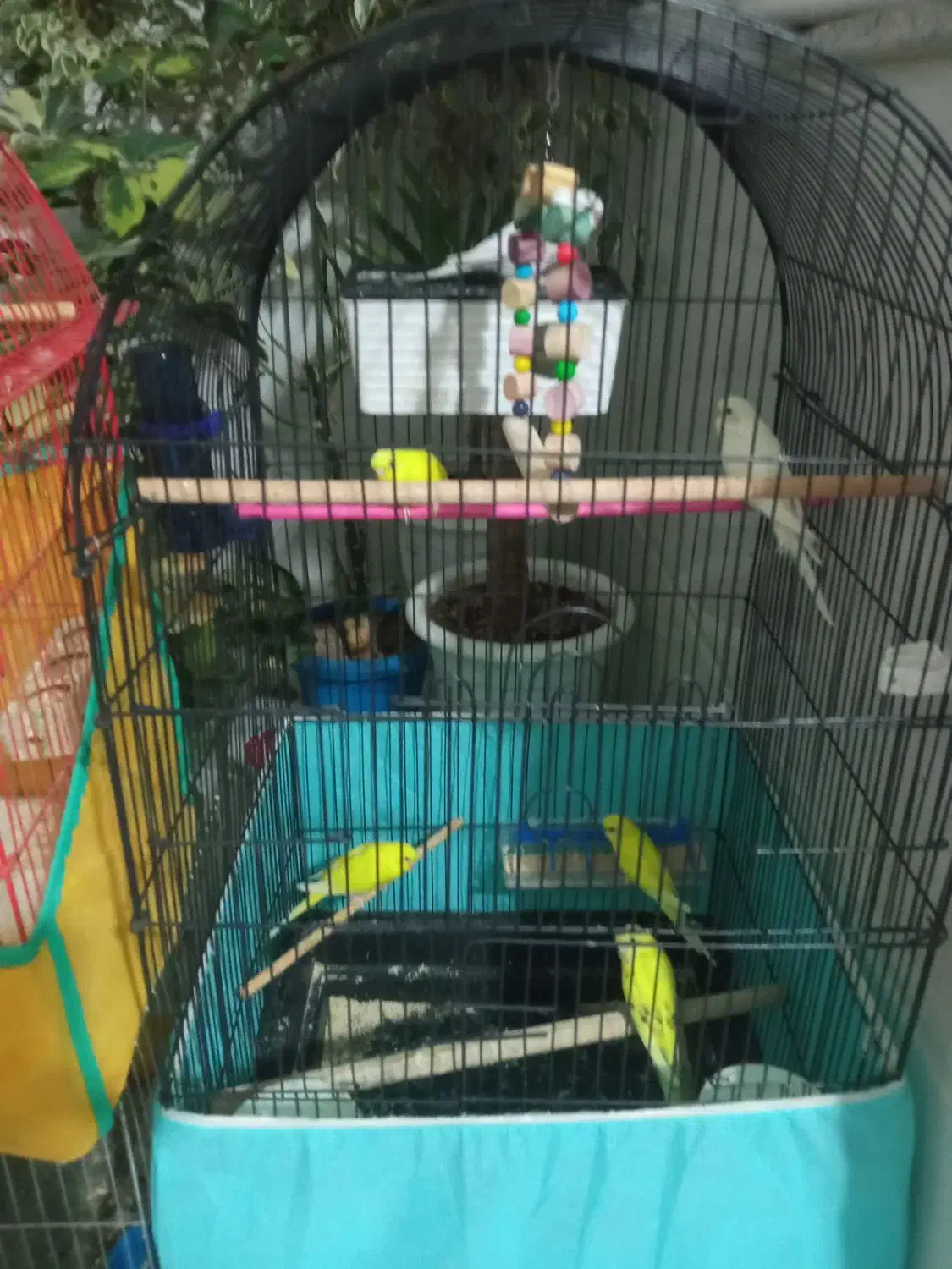 مرغ عشق|پرنده|ازنا, |دیوار