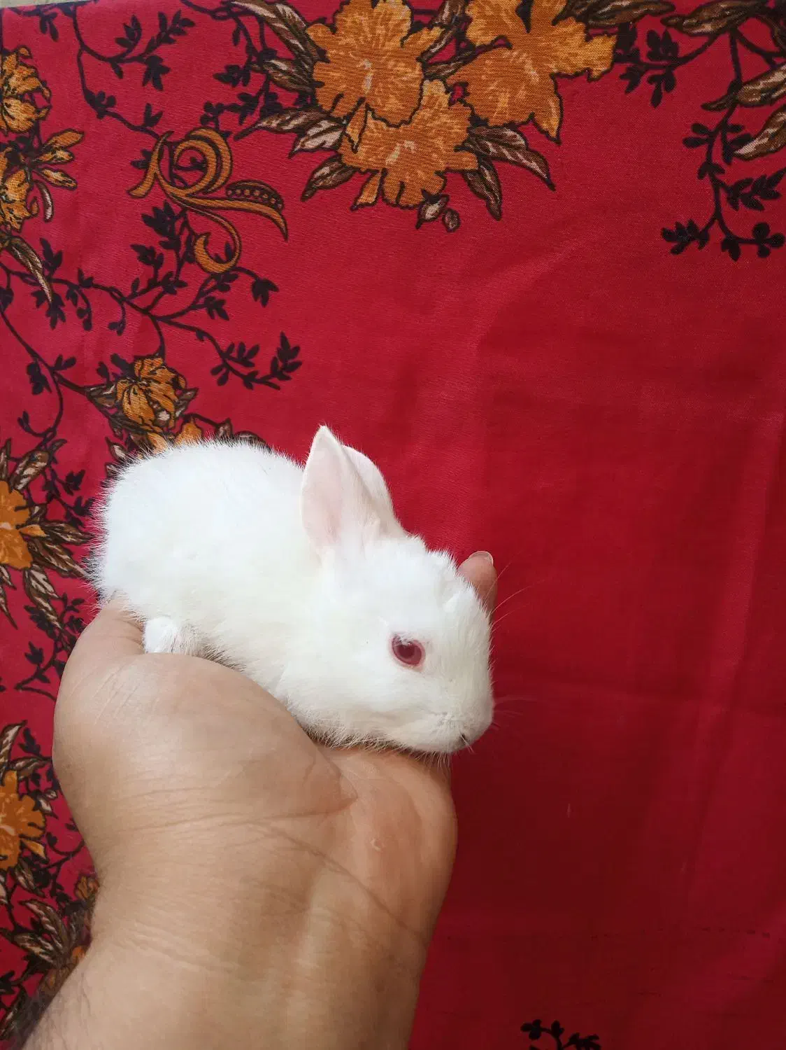 بچه خرگوش بوشهر|موش و خرگوش|بوشهر, |دیوار