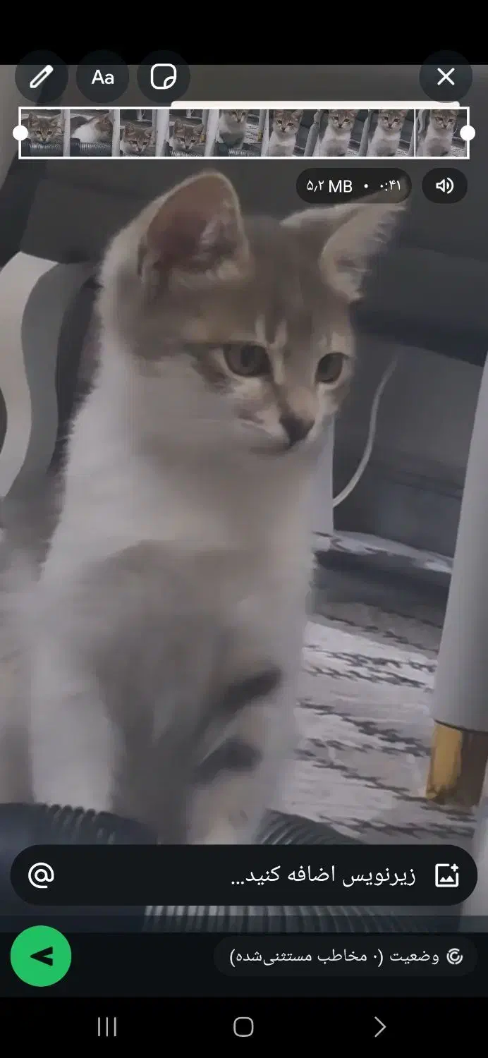 این گربه در محدکده اداره کل دامپزشکی رسالت گم شده|حیوانات|اردبیل, |دیوار